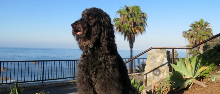 is-de-australian-labradoodle-een-hond-die-niet-verhaart-1