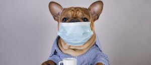 kennelhoest-bij-de-labradoodle_-symptomen-oorzaak-en-behandeling-min