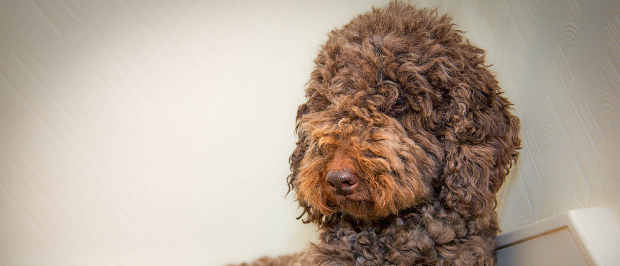 labradoodle-bruin