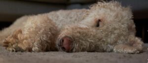 labradoodle-hond-is-aan-de-diarree