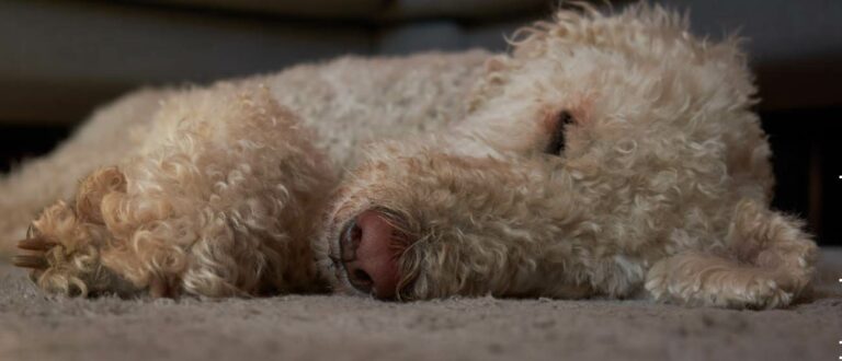 labradoodle-hond-is-aan-de-diarree