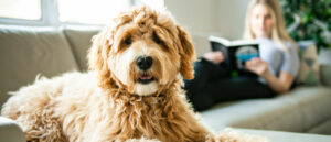 labradoodle-oormijt-bij-je-hond-behandelen