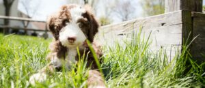 labradoodle-pup-in-het-gras