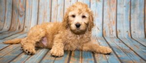labradoodle-puppy-min