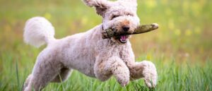 labradoodle-speelt-met-stok