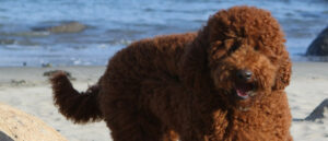 labradoodle-vacht-wollenvacht-1