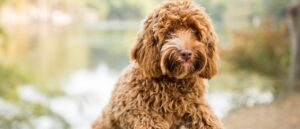 labradoodleinfo-wat-mogen-honden-wel-en-niet-eten
