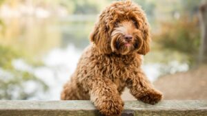 labradoodleinfo-wat-mogen-honden-wel-en-niet-eten