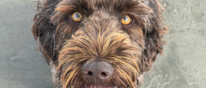 maak-de-ogen-van-je-labradoodle-schoon-om-ontstekingen-te-voorkomen--dit-zijn-mijn-tips