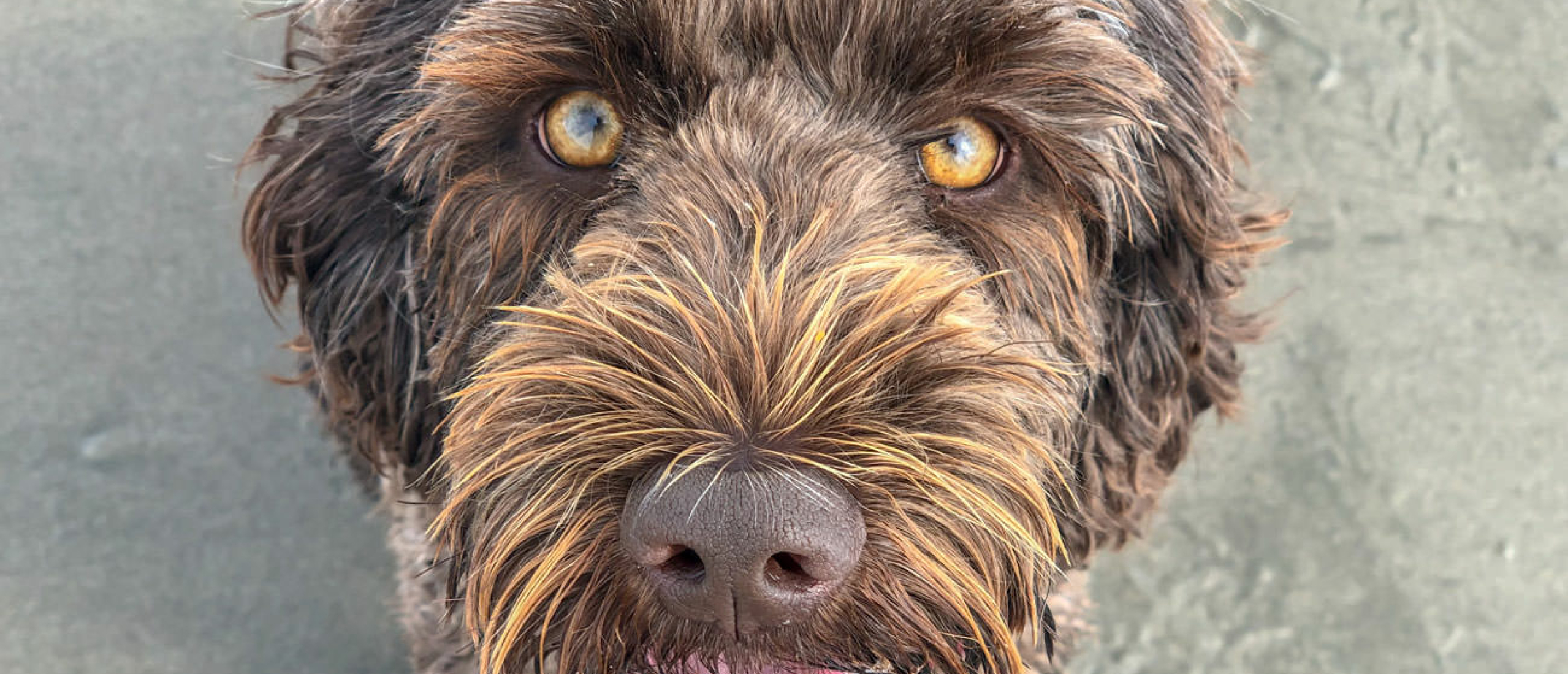 maak-de-ogen-van-je-labradoodle-schoon-om-ontstekingen-te-voorkomen--dit-zijn-mijn-tips