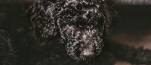 meer-dan-100-leuke-hondennamen-voor-een-reu-en-teef