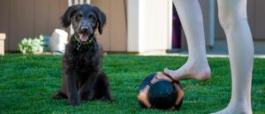 mijn-puppy-heeft-diarree-en-nu_-min