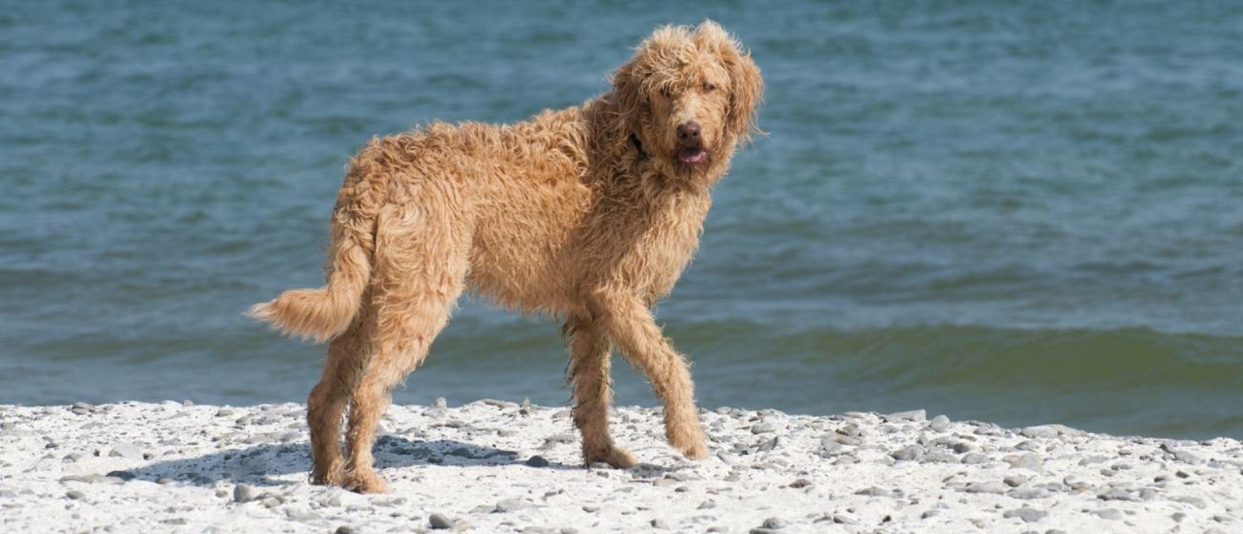 ocd-bij-honden-voorkomen-is-beter-dan-genezen-min