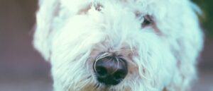 snap-jij-de-lichaamstaal-van-honden_-min