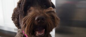 teken-en-tekenbeten-bij-je-labradoodle-behandelen