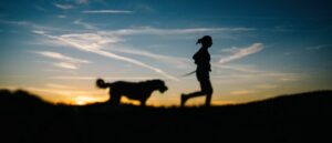 tips-hoe-om-te-gaan-met-roedelgedrag-bij-labradoodles