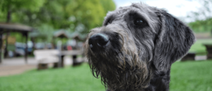 tips-om-een-oude-labradoodle-hond-te-verzorgen