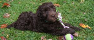 tips-om-je-labradoodle-hond-te-ontwormen