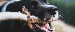 tips-voor-gebitsreiniging-bij-je-hond-min