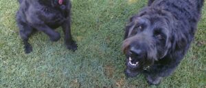 verschil-labradoodle-en-goldendoodle