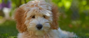 wil-je-een-australian-labradoodle-pup-kopen-let-dan-op-deze-punten