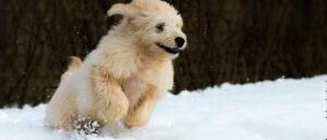 zo-ga-je-om-met-hyperactieve-honden