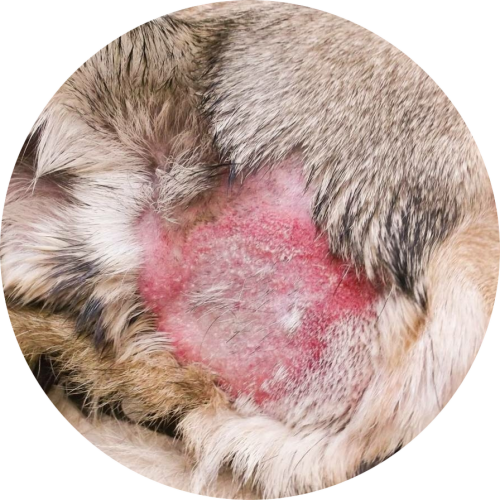 hotspots-bij-een-labradoodle-min