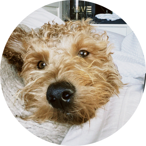 labradoodle-in-bed