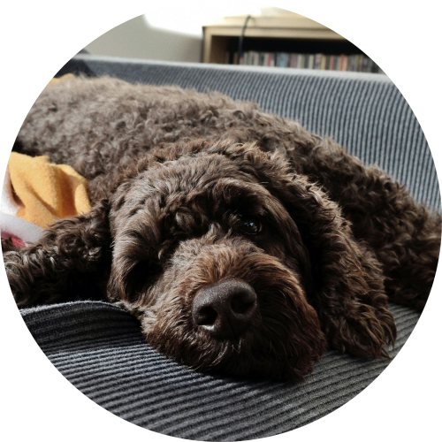 labradoodle-op-de-bank