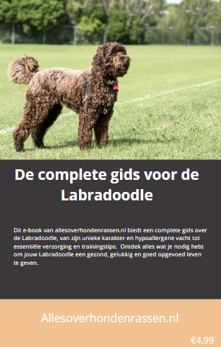 Labradoodle