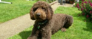 goed-getrainde-bruine-labradoodle