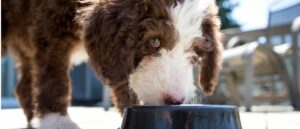 etende-labradoodle-header-blogartikel-phoenix-2560x1100