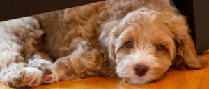 labradoodle-blonde-puppy