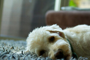 Labradoodle ligt in huis