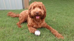 cognac-labradoodle-met-bal-in-de-tuin