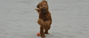 labradoodle-aan-het-spelen-in-het-zand