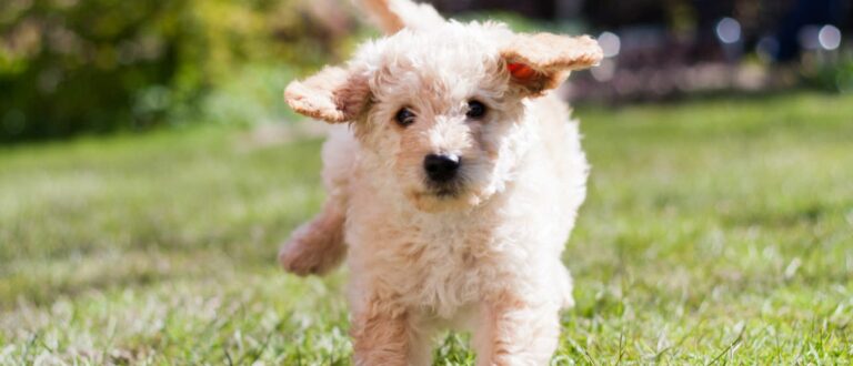 labradoodle-puppy-gras