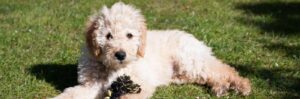 blonde-labradoodle-pup-met-touw
