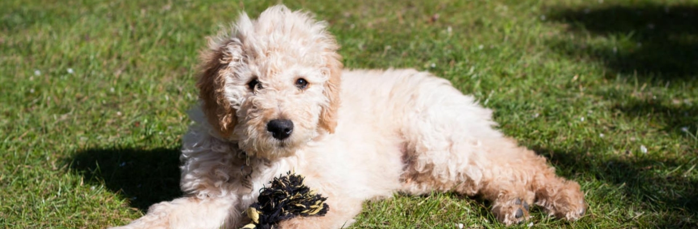 blonde-labradoodle-pup-met-touw