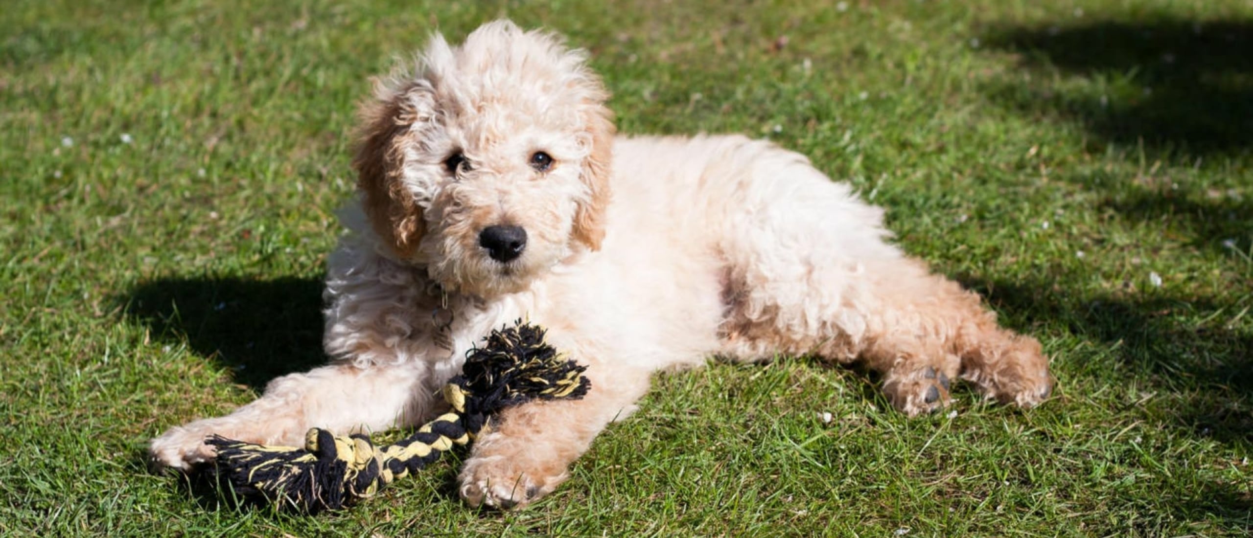 blonde-labradoodle-pup-met-touw