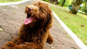 bruine-labradoodle-puppy-liggend-op-het-pad-in-het-bos