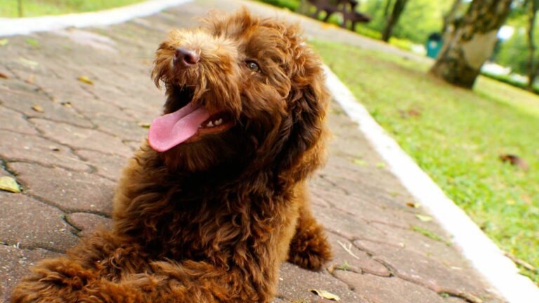 bruine-labradoodle-puppy-liggend-op-het-pad-in-het-bos