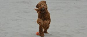 labradoodle-aan-het-spelen-in-het-zand