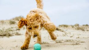 labradoodle-blond-op-het-strand