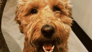 Labradoodle Nuxe die je aankijkt