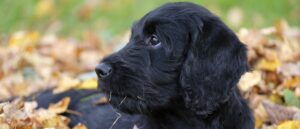 labradoodle-zwarte-pup-ligt