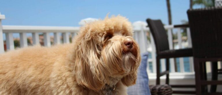 Bange Labradoodle
