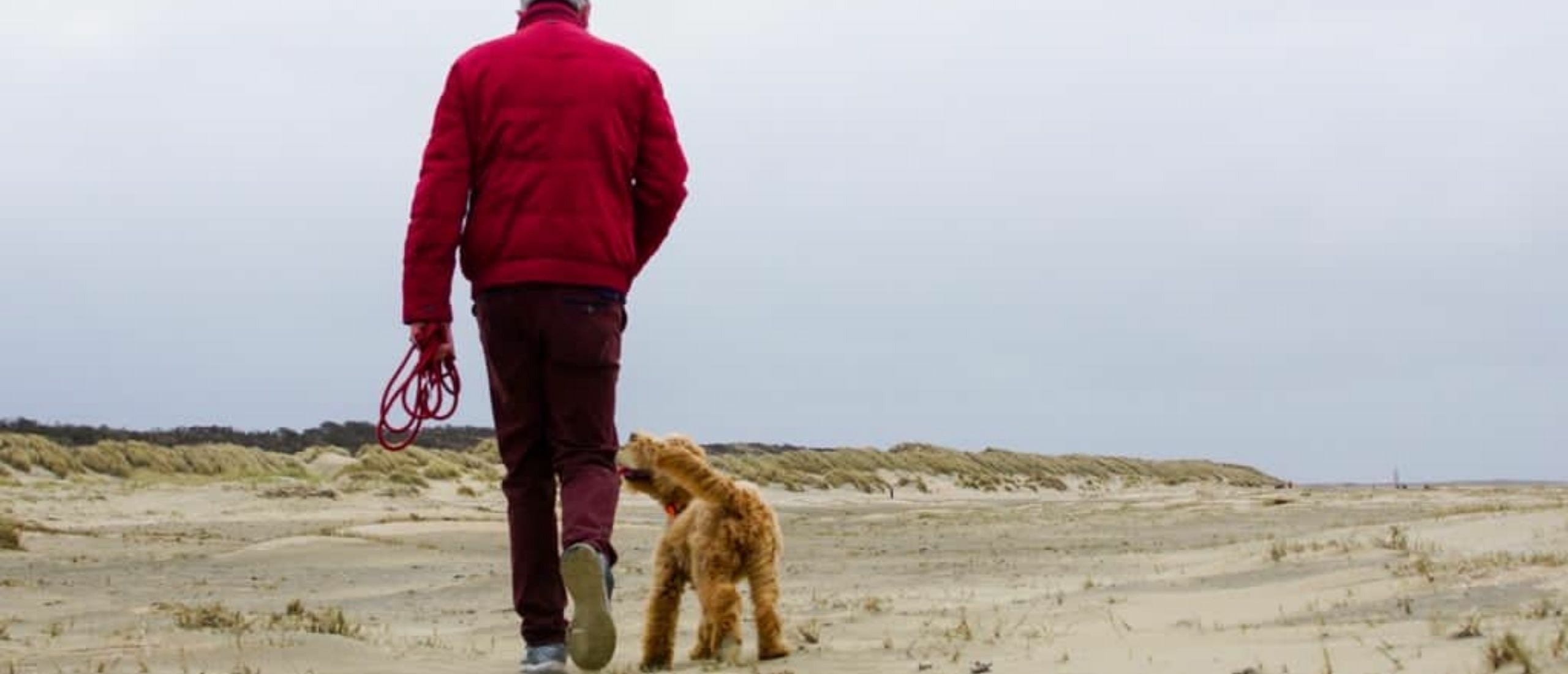 labradoodle-los-laten-lopen