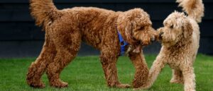 labradoodle-fleece