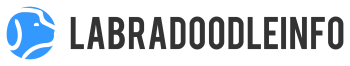 Labradoodleinfo